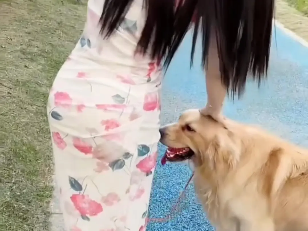 免费获取《抖音香香公主与爱犬金毛》科普视频完整版，抖音香香公主与爱犬金毛直播回放持续有效在线看！